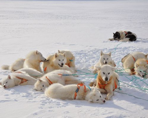 The Red House - Eastgreenland - Aktivitäten - Hundeschlitten