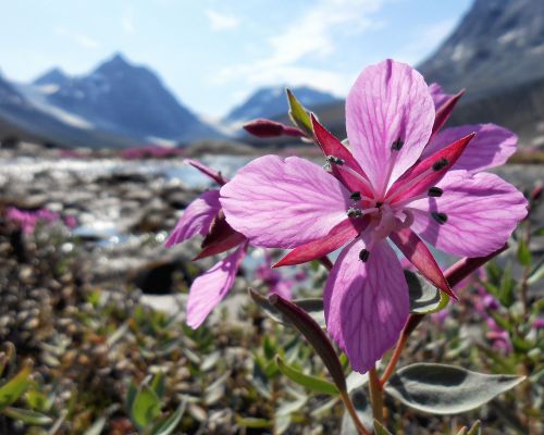 The Red House - Eastgreenland - Aktivitäten - Wandern - Trekking