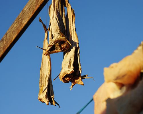 The Red House - Eastgreenland - Aktivitäten - Inuitjäger - Tour - getrockneter Fisch