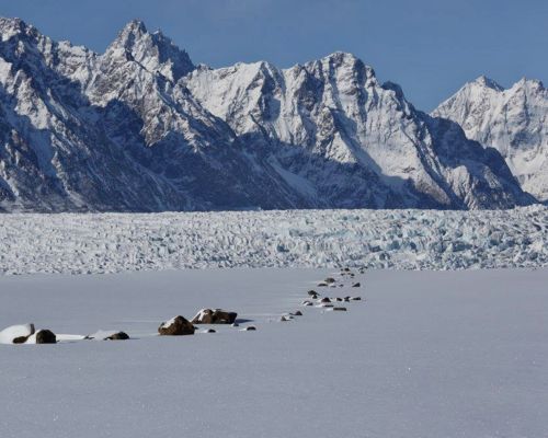The Red House - Eastgreenland - Aktivitäten - Gletscherquerung