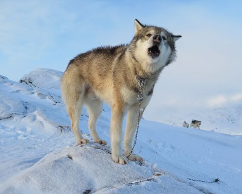 The Red House - Eastgreenland - Aktivitäten - Hundeschlitten