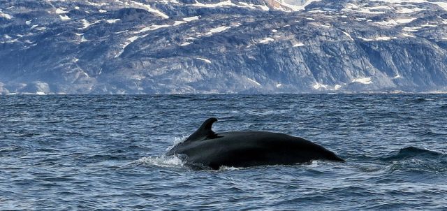 The Red House - Eastgreenland - Aktivitäten - Inuitjäger - Tour - Wal