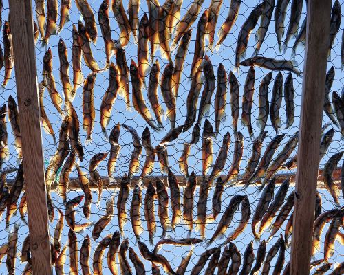 The Red House - Eastgreenland - Aktivitäten - Inuitjäger - Tour - getrockneter Fisch