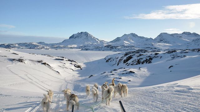The Red House - Eastgreenland - Aktivitäten - Hundeschlitten