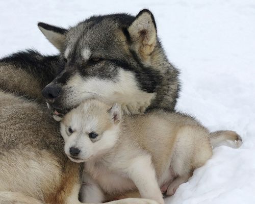The Red House - Eastgreenland - Aktivitäten - Hundeschlitten