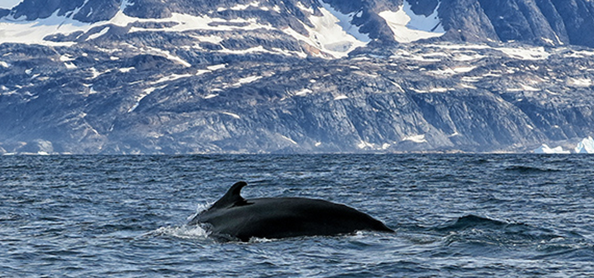 The Red House - Eastgreenland - Aktivitäten - Bootstour