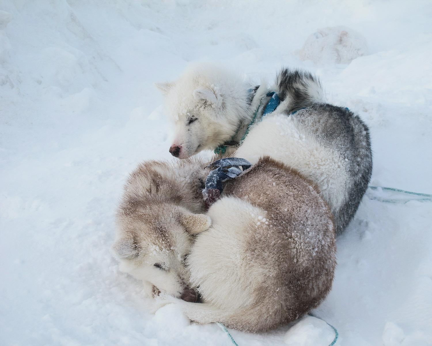 The Red House - Eastgreenland - Aktivitäten - Hundeschlitten