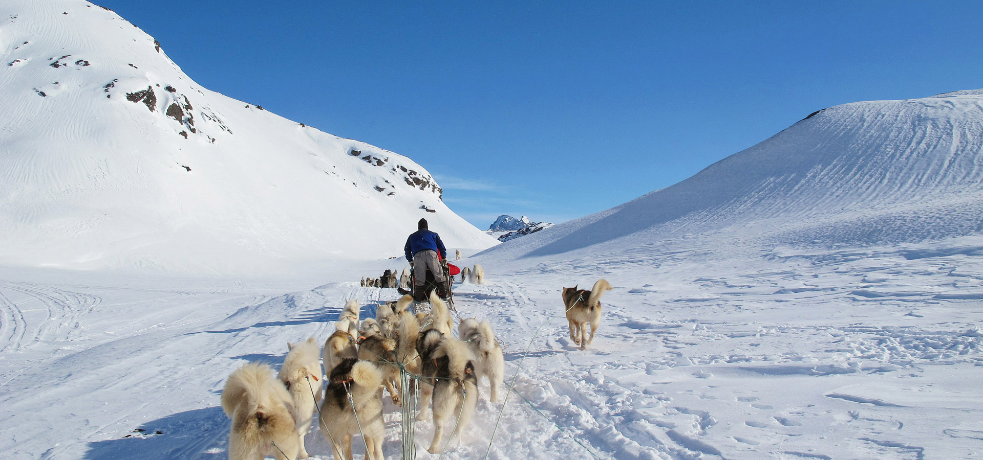 The Red House - Eastgreenland - Aktivitäten - Hundeschlitten