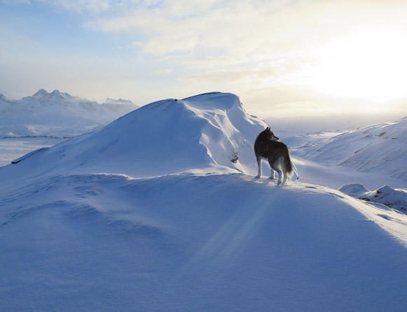 The Red House - Eastgreenland - Aktivitäten - Hundeschlitten